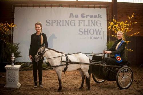 all-the-horses: Alliance Woodys ShampaineLittle Kings Leatherwood Buckeroo x Areal Live Toy4UMiniatu