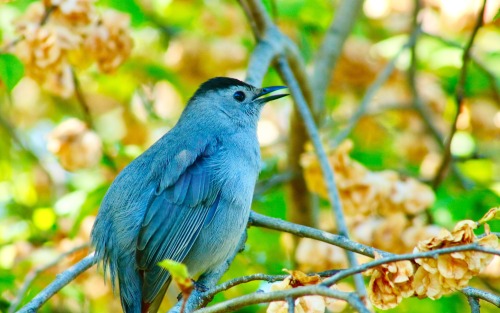 Birds In Central Park