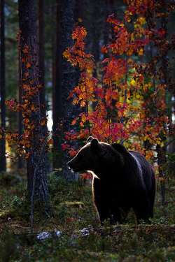 luxuriousimpressions:  Magic Autumn Colors By Enrico Boscolo