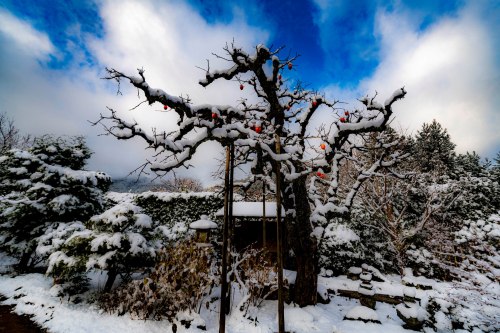 tanuki-kimono: Snow viewing at Jikkoin and Hosenin temples in Ohara (near Kyoto), winter sceneries (