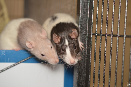 3milysrats:The cage has these MASSIVE double doors but they always insist on climbing out in this 