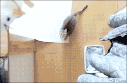 finofilipino:  El auténtico gato volador.