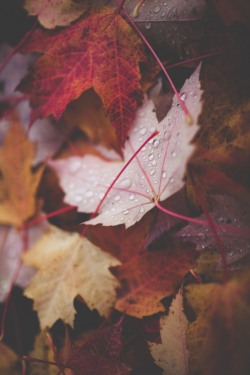 awtumnleafs:  want more autumn?! follow awtumnleafs