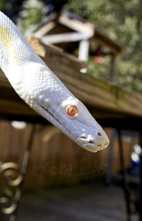 Hello r/snakes this is my affectionate blood-pressure cuff, Ivo.