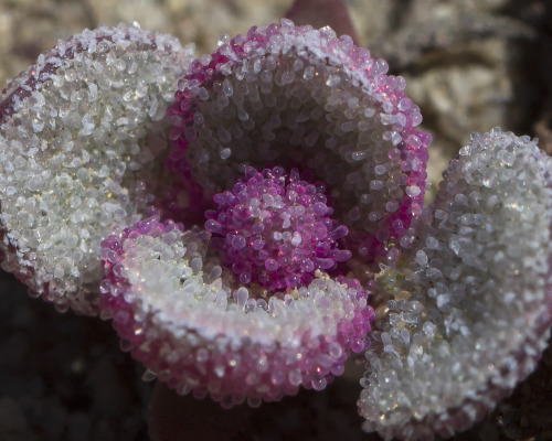 textless: textless: There aren’t a ton of plants in the Bisti Badlands, and the starkness is p