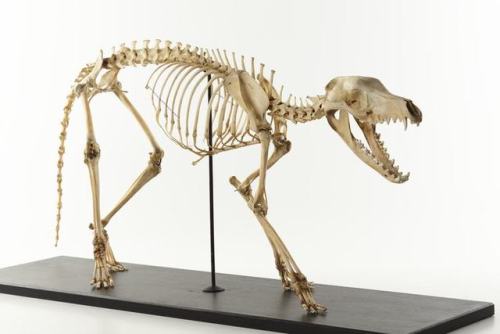 thylacine-dreams:Thylacine skeleton (Specimen C 28178) at Museums Victoria. Not currently on public 