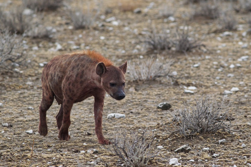 ossifragus: Spotted hyena by David Nunn