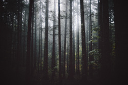 elenamorelli:  { walking in the autumn forest }