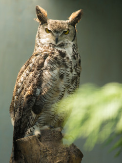 owlsday:  Great Horned Owl by Steven Whitehead