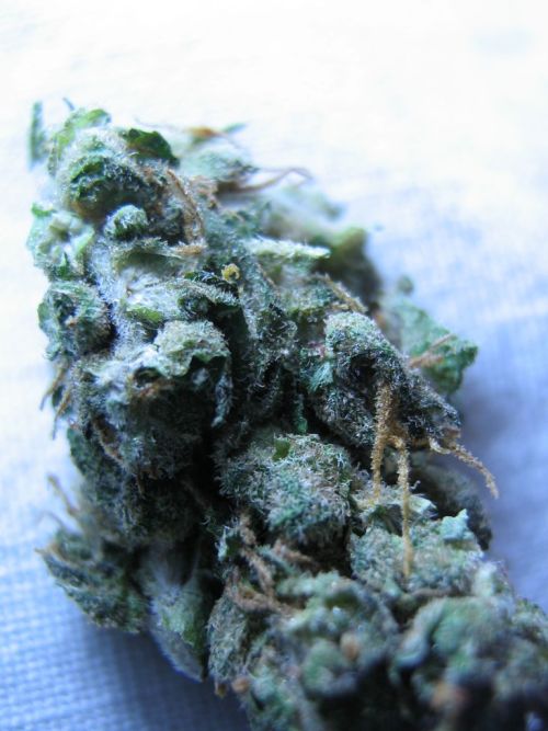 thekushtribe-deactivated2015062: Blueberry HazeJOIN THE TRIBE