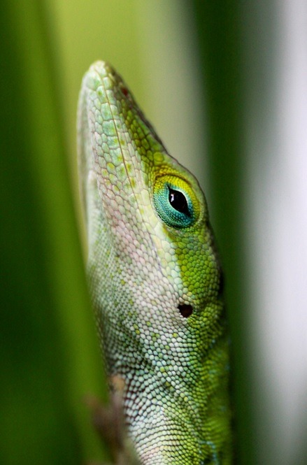 this-is-wild:  Anole(James Picht)