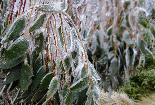 gracecalime:ICE by jgspics on Flickr.