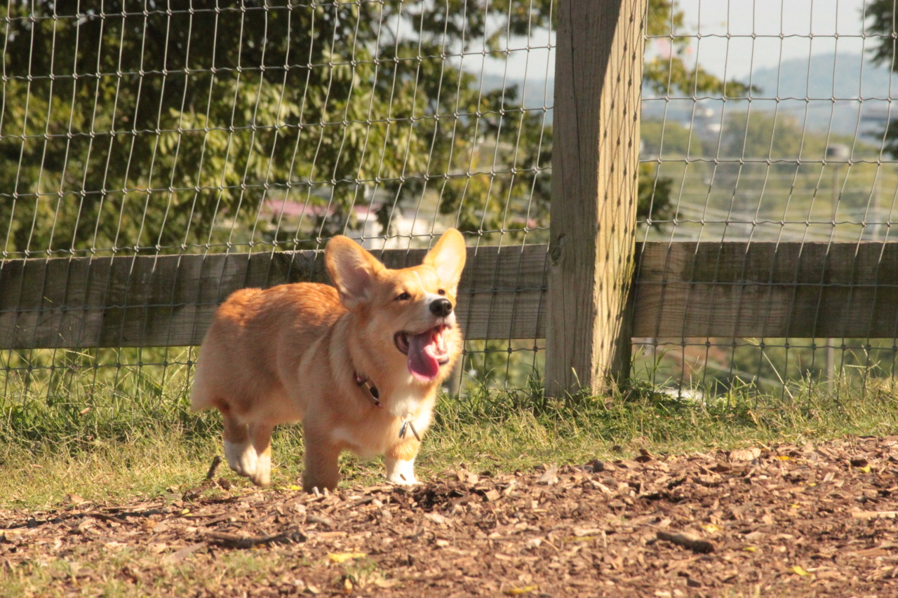 pancakethecorgi:  Photos part 2, camera set: The corgis present were Charlie and