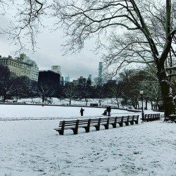 Snowdaze in the park. ❄️ (at Central Park Manhatan)