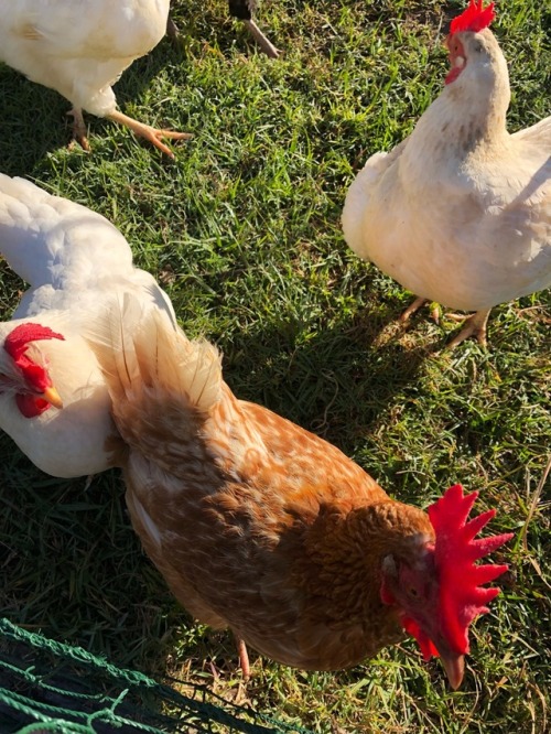 morning chook visit! all of them sound healthy, and voddie stuck her mohawk in my camera. niqua (the