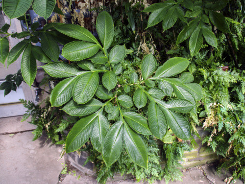 passion4plants: amorphophallus bulbifer leaf
