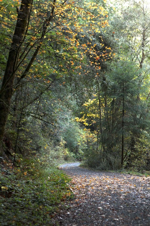 Walking through Samuel P Taylor State Park