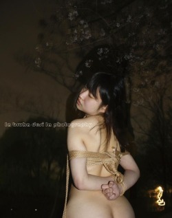 desilaphotography:  “艶桜”