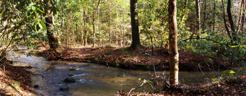 Blanton Forest State Park, Watts Creek trail, 12/27/16This was my first time hiking in Blanton Fores