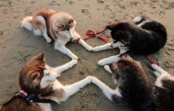 awwww-cute: Satanic ritual to summon the Goodest Boy Ever (Source: http://ift.tt/2xH9SUs)