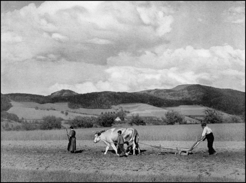Ploughing with a wooden plough pulled by oxen in the black forest (1935).