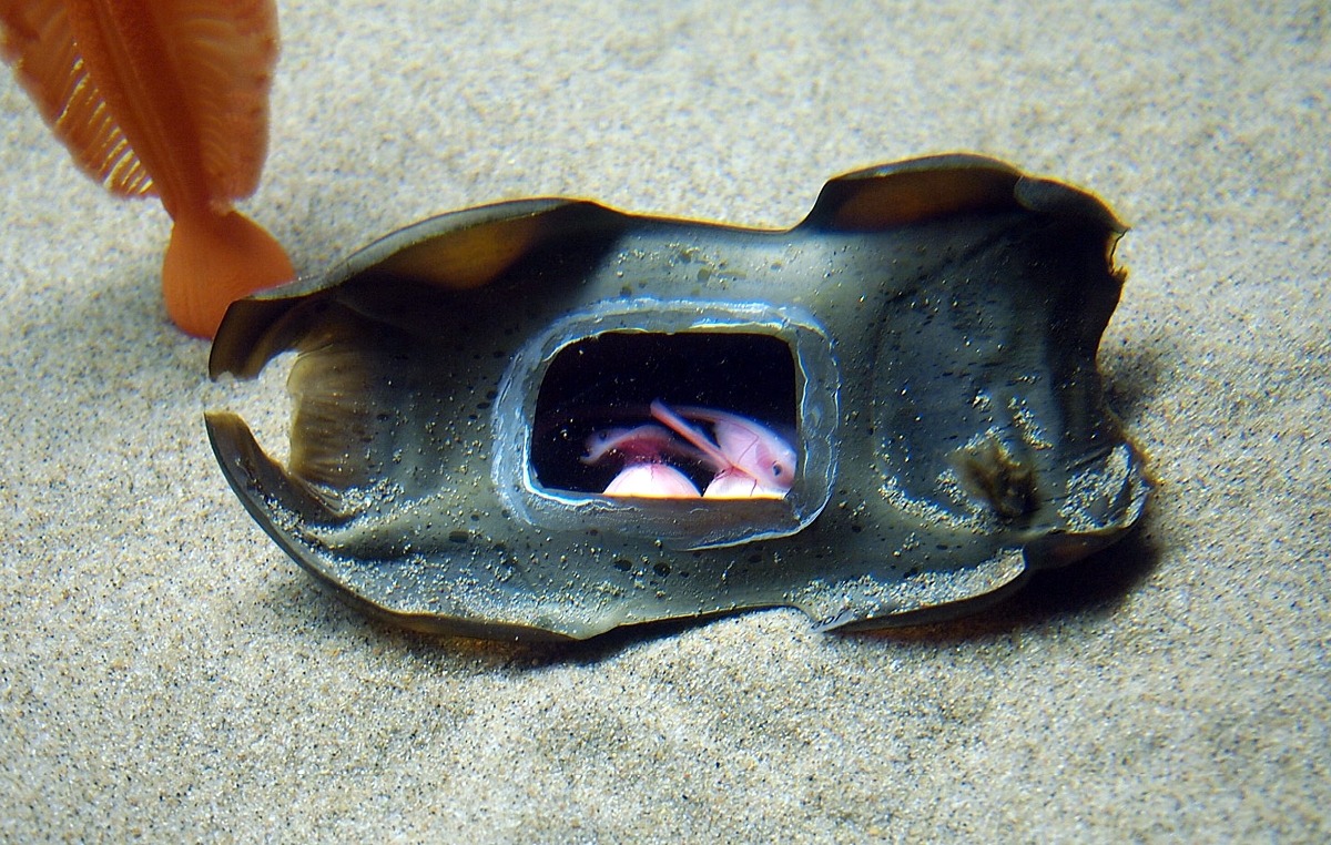 Take a look into the life of a big skate! Our aquarists have carefully inserted a window into a big skate egg case, where you can see two live, viable embryos. These shark relatives can grow up to eight feet long!
Learn more
(Photo: Charlene Boarts)