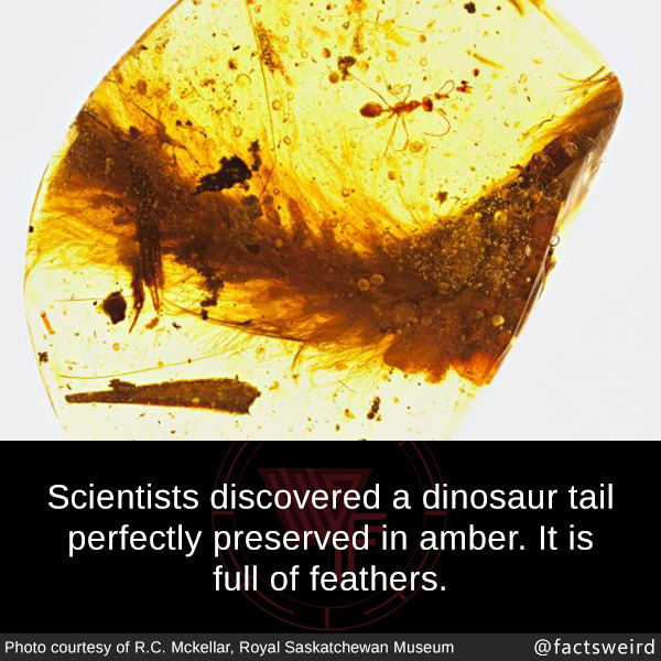 mindblowingfactz:  Scientists discovered a dinosaur tail perfectly preserved in amber.