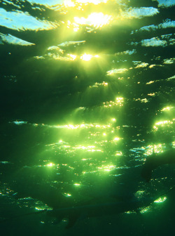 highenoughtoseethesea:  Underwater gold Photo: