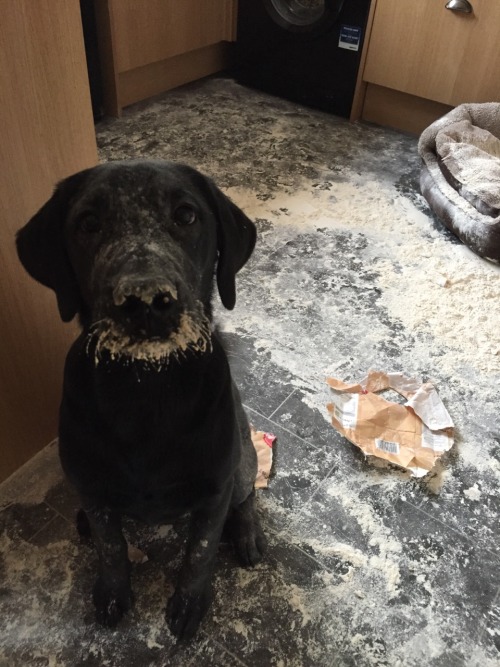 iamjacksmind:  So I came home to my puppy trying to bake me a cake…