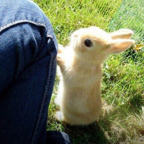 Cutest. Bunny. Ever. #bunny #cute #awww #adorable #want #rabbit #lovely