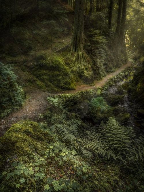 silvaris: Enchanted Forest by Mark Callander