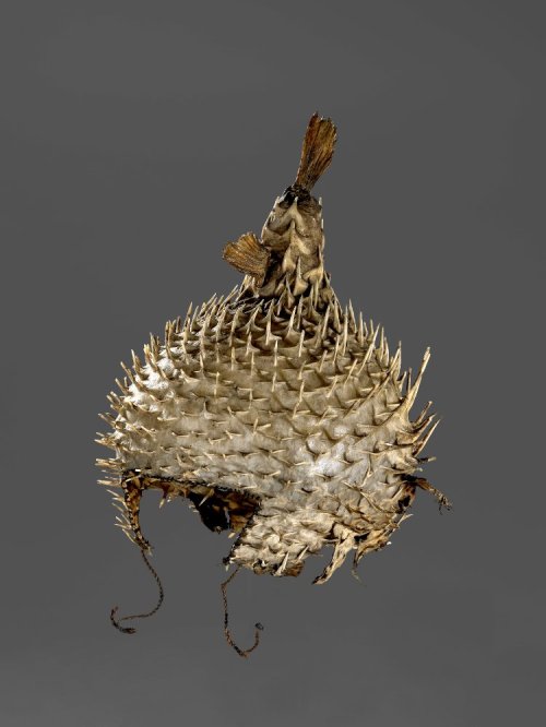 heracliteanfire:Helmet ‘te barantauti’ made of porcupine fish skin and tail and coir. Ki