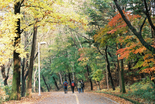 lovesouthkorea: Fall in Gwacheon, South Korea by Yoonski Kim