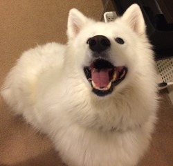 skookumthesamoyed:  So full of beauty and hope! 