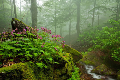 forbiddenforrest: Scent of Spring by Evgeni Dinev on Flickr.