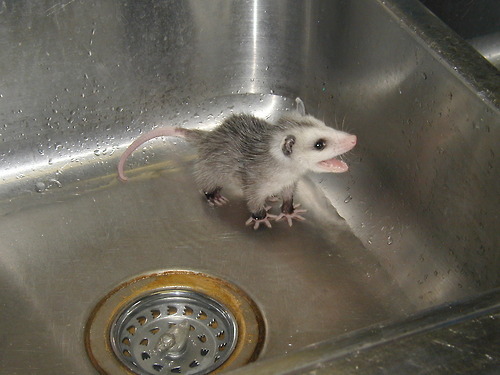 ascalonia:  he yell at sink :v  What us up with all these weird cats, what breed is this?