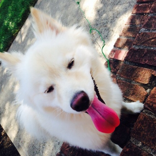 dat tongue