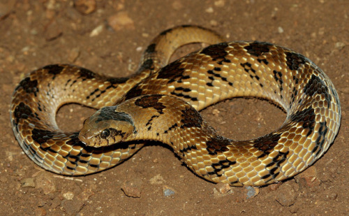 exotic-venom: (Causus rhombeatus) Rhombic night adder, demon night adder, Cape night adder, Afr