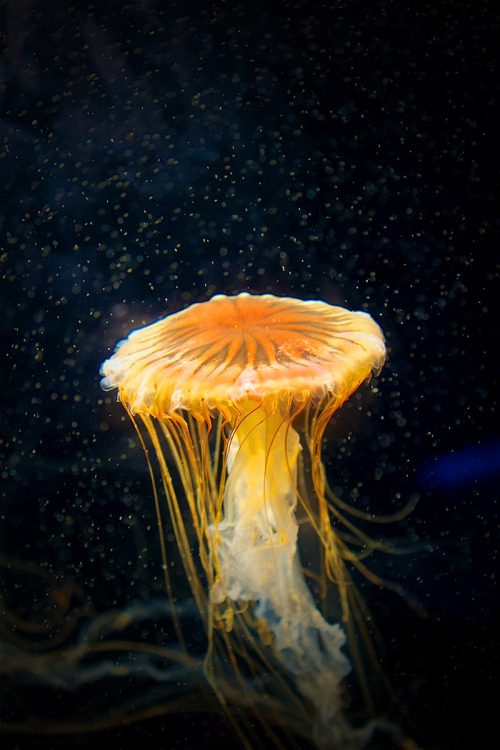 © Thomas Uebe{ website | twitter | instagram }Chrysaora hysoscella (compass jellyfish)