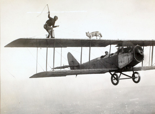 vintageeveryday: Stunt man and dog on the wings of a plane, ca. 1920s.