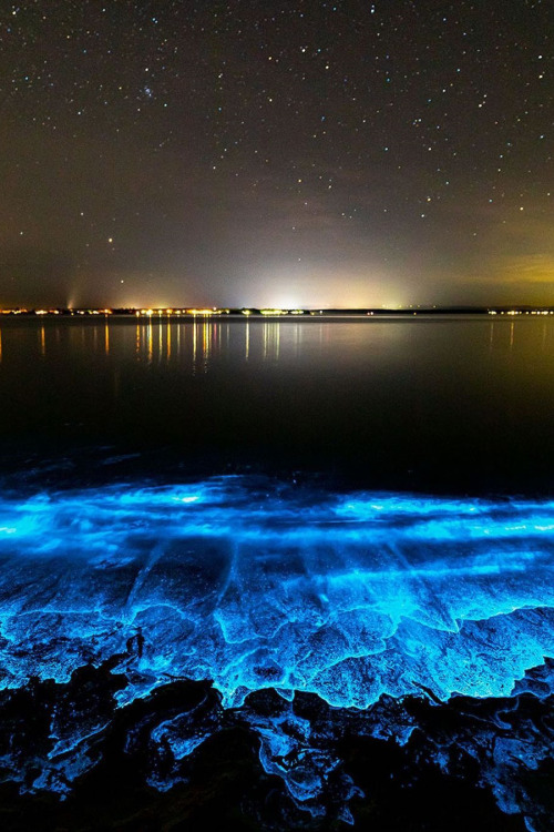 lsleofskye: Bioluminescence| jordan_robins 