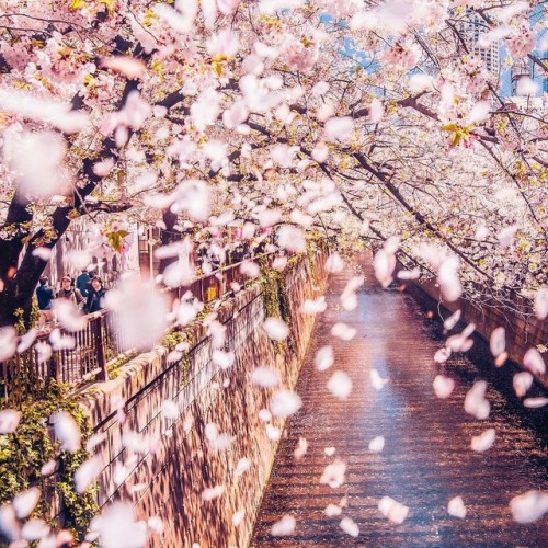 Tokyo, Japan | by Айгуль Вишня