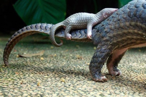 sixpenceee:A baby pangolin riding on its adult photos