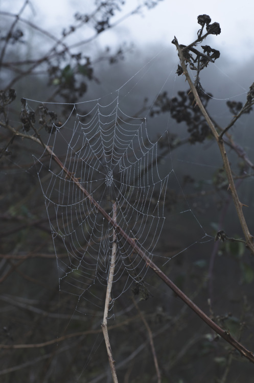 millivedderphotography:Foggy WebsFlickr|Facebook|Tumblr|Society6