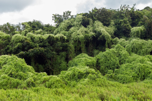 girlglimmer: MILE A MINUTE : THE VINE THAT ATE THE SOUTH Kudzu 