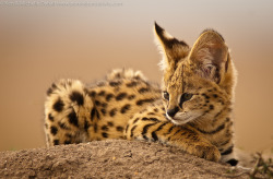 bigcatkingdom:  Serval Kitten (by ken dyball)