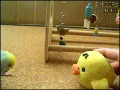 A parakeet dances with a stuffed animal duck