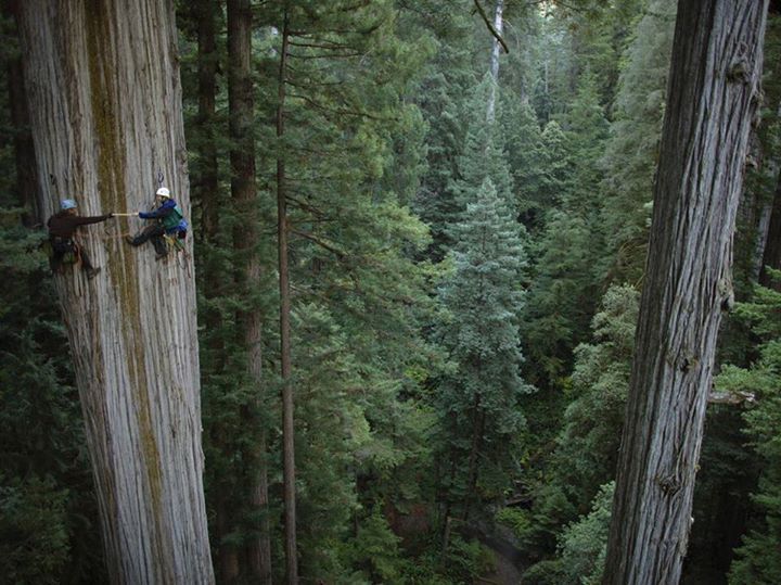 third-eyes:  earthstory:  Look at the size of these trees! These are coast redwoods