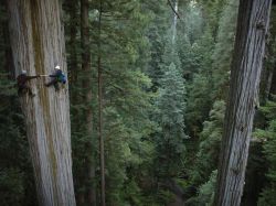 third-eyes:  earthstory:  Look at the size of these trees! These are coast redwoods (Sequoia sempervirens) in Humboldt Redwoods State Park, California. The park is home to the largest continuous block of old-growth redwood forest left on the planet- with