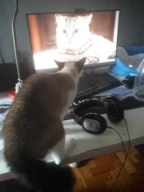 anarmia: cat is scared of my blackground screen, more at 5